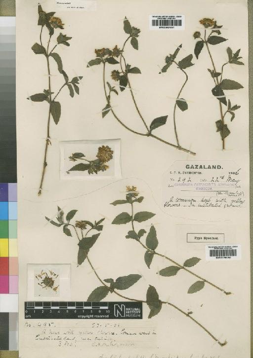 Aspilia pluriseta subsp. pluriseta Schweinf. - BM000924381