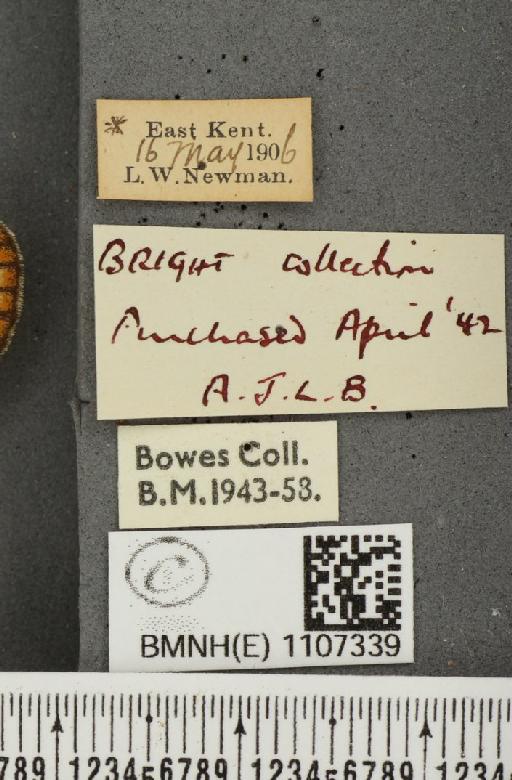 Euphydryas aurinia ab. virgata Tutt, 1896 - BMNHE_1107339_label_18576