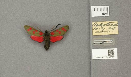 Zygaena (Zygaena) filipendulae stephensi Dupont, 1900 - 015192597_775459_1085133
