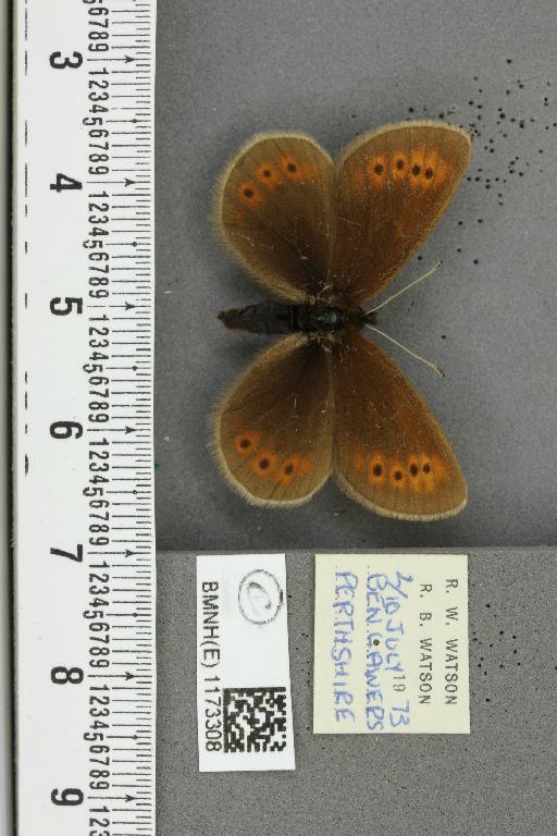 Erebia epiphron mnemon f. scotica Cooke, 1943 - BMNHE_1173308_29260