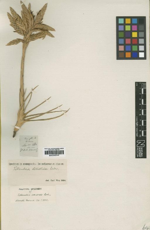 Tillandsia didisticha (É.Morren) Baker - BM000923915