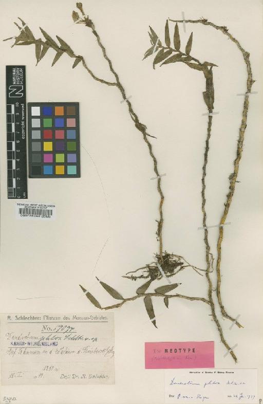 Dendrobium phlox Schltr. - BM000038368