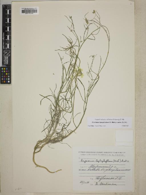 Erysimum leptophyllum (M.Bieb.) Andrz. ex DC. - BM001031461