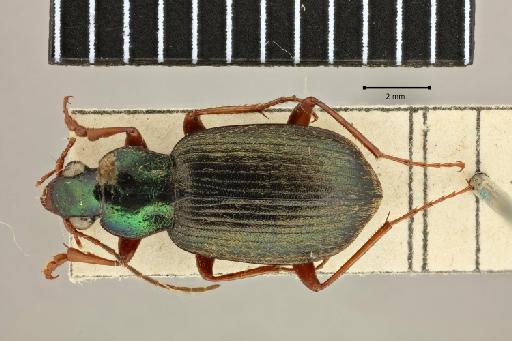 Chlaenius tenuilimbatus Ballion, 1871 - 2017-03-27 19-15-46 (C)-Chlaenius-tenuilimbatus-NHMUK010580502-covered light