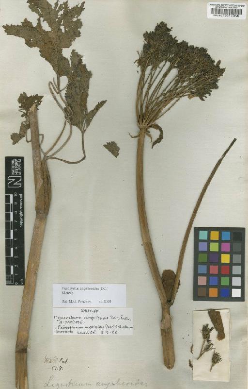 Pleurospermum angelicoides (DC.) C.B.Clarke - BM000521537