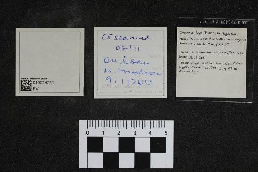 Lophiostomus dixoni Egerton, 1852 - 010024751_L010097097_(1)