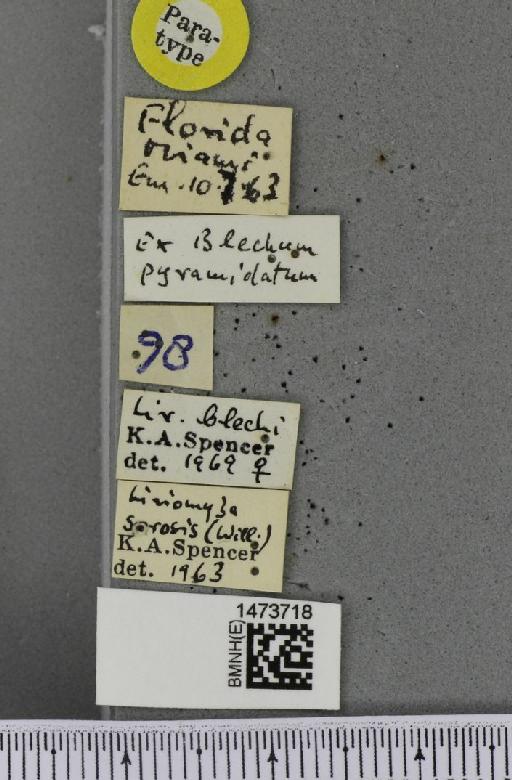 Liriomyza blechi Spencer, 1973 - BMNHE_1473718_label_49156
