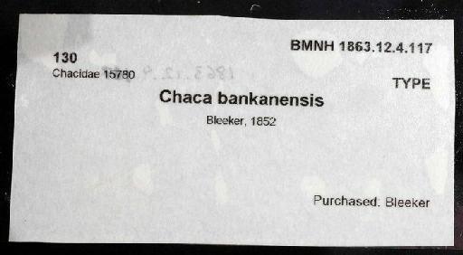 Chaca bankanensis Bleeker, 1852 - 1863.12.4.117; Chaca bankanensis; image of jar label; ACSI project image