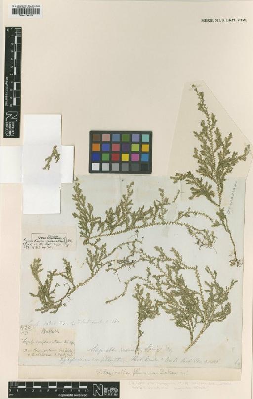 Selaginella radicata (Hook. & Grev.) Spring - BM001048297