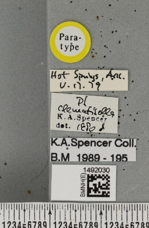 Phytomyza clematisella Spencer, 1986 - BMNHE_1492030_label_53730