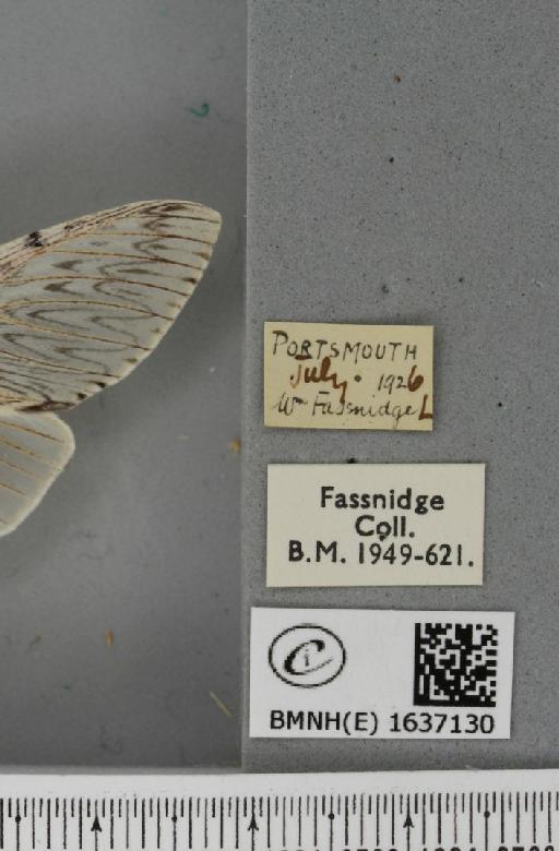 Cerura vinula (Linnaeus, 1758) - BMNHE_1637130_label_207256