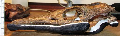 Pelagosaurus typus - PV OR 32599 Pelagosaurus typus skull left