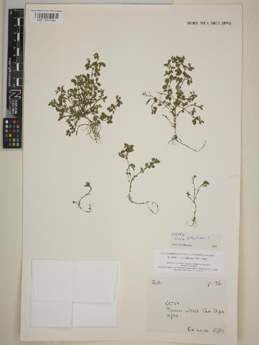 Vicia lathyroides L. - BM013414881