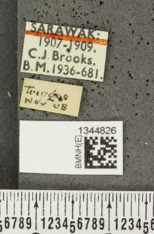 Lilioceris (Lilioceris) binotata (Baly, 1865) - BMNHE_1344826_label_13183