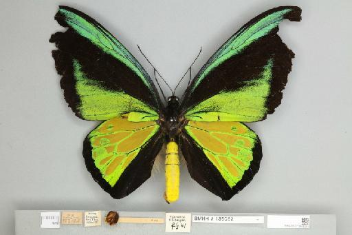Ornithoptera goliath procrus Rothschild, 1914 - 013605281__
