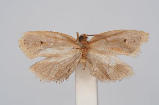 Archips myrrhophanes Meyrick - Archips_myrrhophanes_Meyrick_1931_Holotype_BMNH(E)#1055361_image001