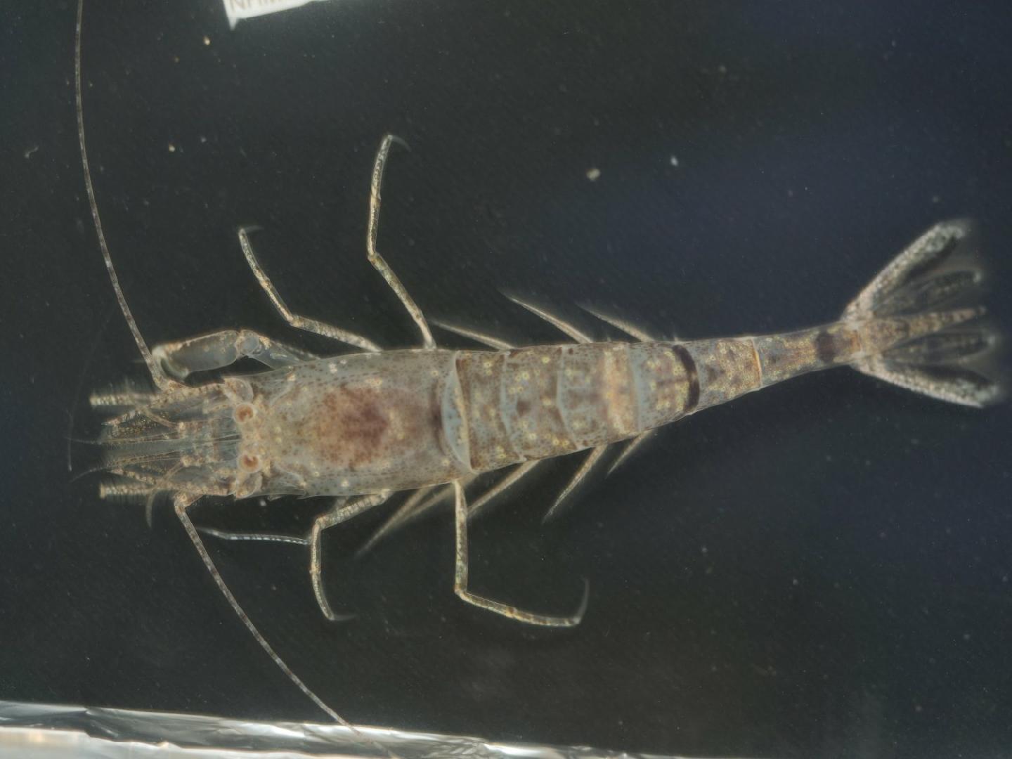 To NHMUK collection (Crangon crangon (Linnaeus, 1758); NON-TYPE; NHMUK:ecatalogue:9505848)
