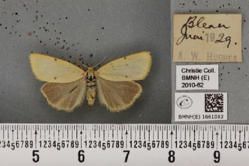 Cybosia mesomella (Linnaeus, 1758) - BMNHE_1661083_284766