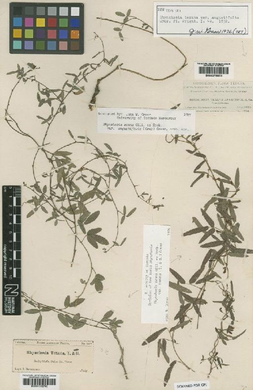 Rhynchosia senna var. angustifolia (A.Gray) Grear - BM001042760