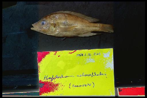 Haplochromis aelocephalus Greenwood, 1959 - Haplochromis aelocephalus; 1958.1.16.244