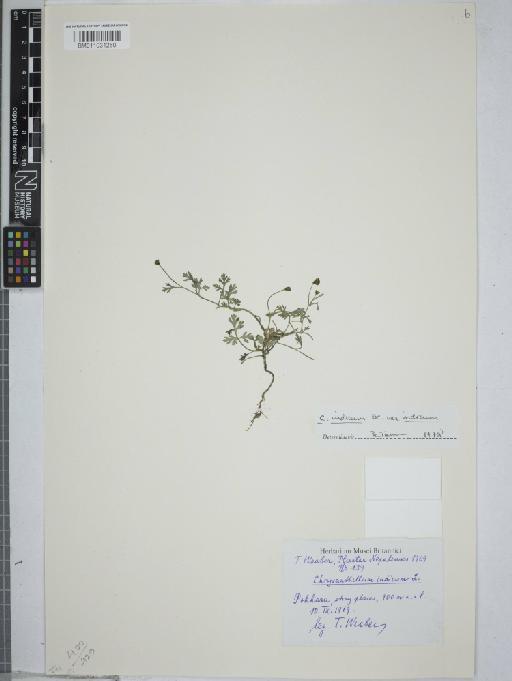 Chrysanthellum indicum DC. - 011031250