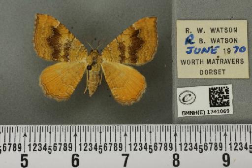 Camptogramma bilineata bilineata (Linnaeus, 1758) - BMNHE_1741069_314969