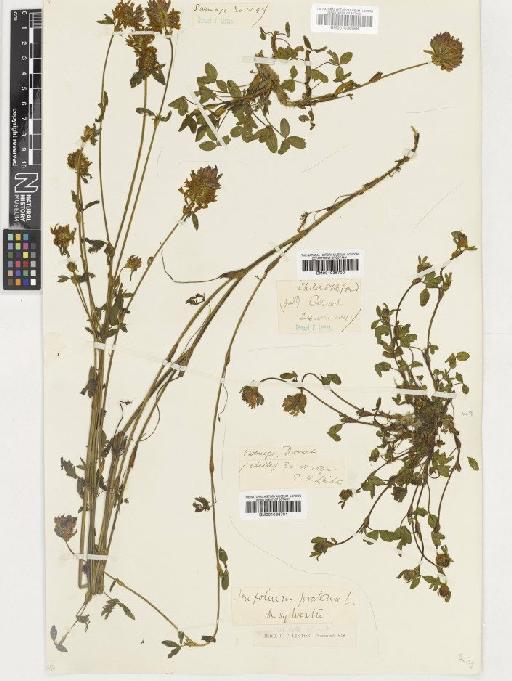 Trifolium pratense L. - BM001036701