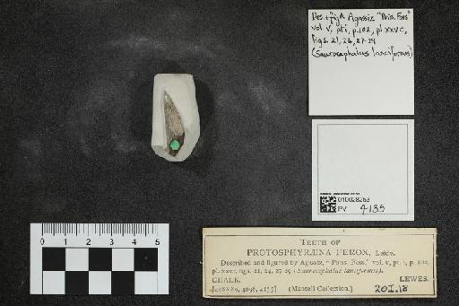 Protosphyraena ferox Leidy, 1857 - 010028253_L010097572