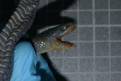 Liophis jaegeri - Image of specimen 1946.1.9.12 also registered as 1842.6.20.55