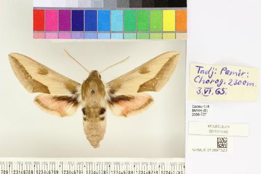 Hyles centralasiae (Staudinger, 1887) - NHMUK010891523_Hyles_centralasiae_dorsal_and_labels.JPG