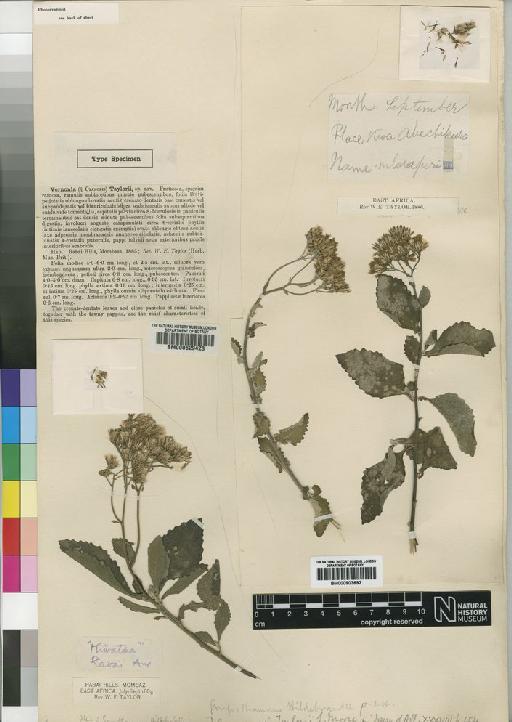 Vernonia hildebrandtii Vatke - BM000903692