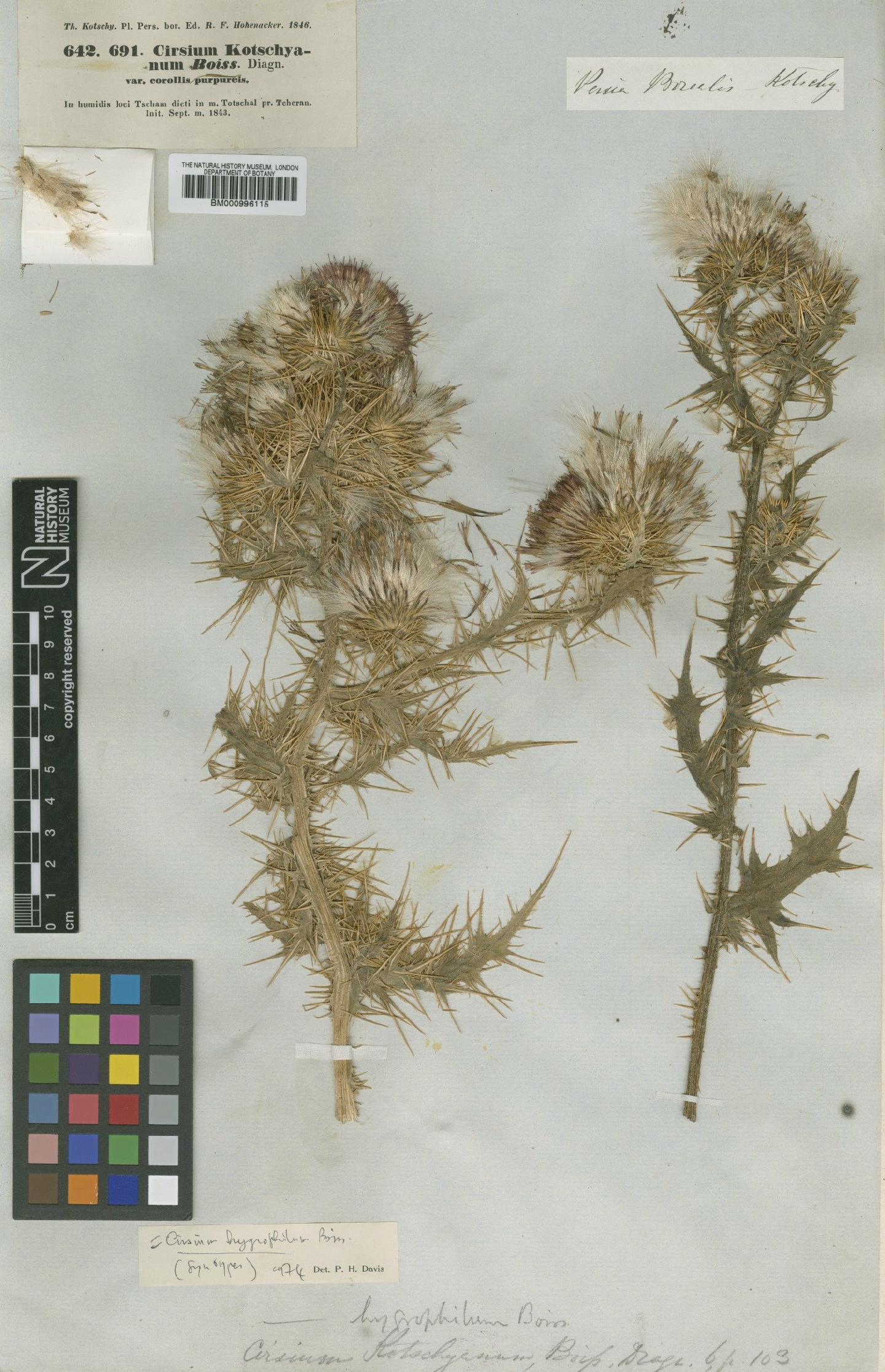 To NHMUK collection (Cirsium hygrophilum Boiss.; Type; NHMUK:ecatalogue:475812)