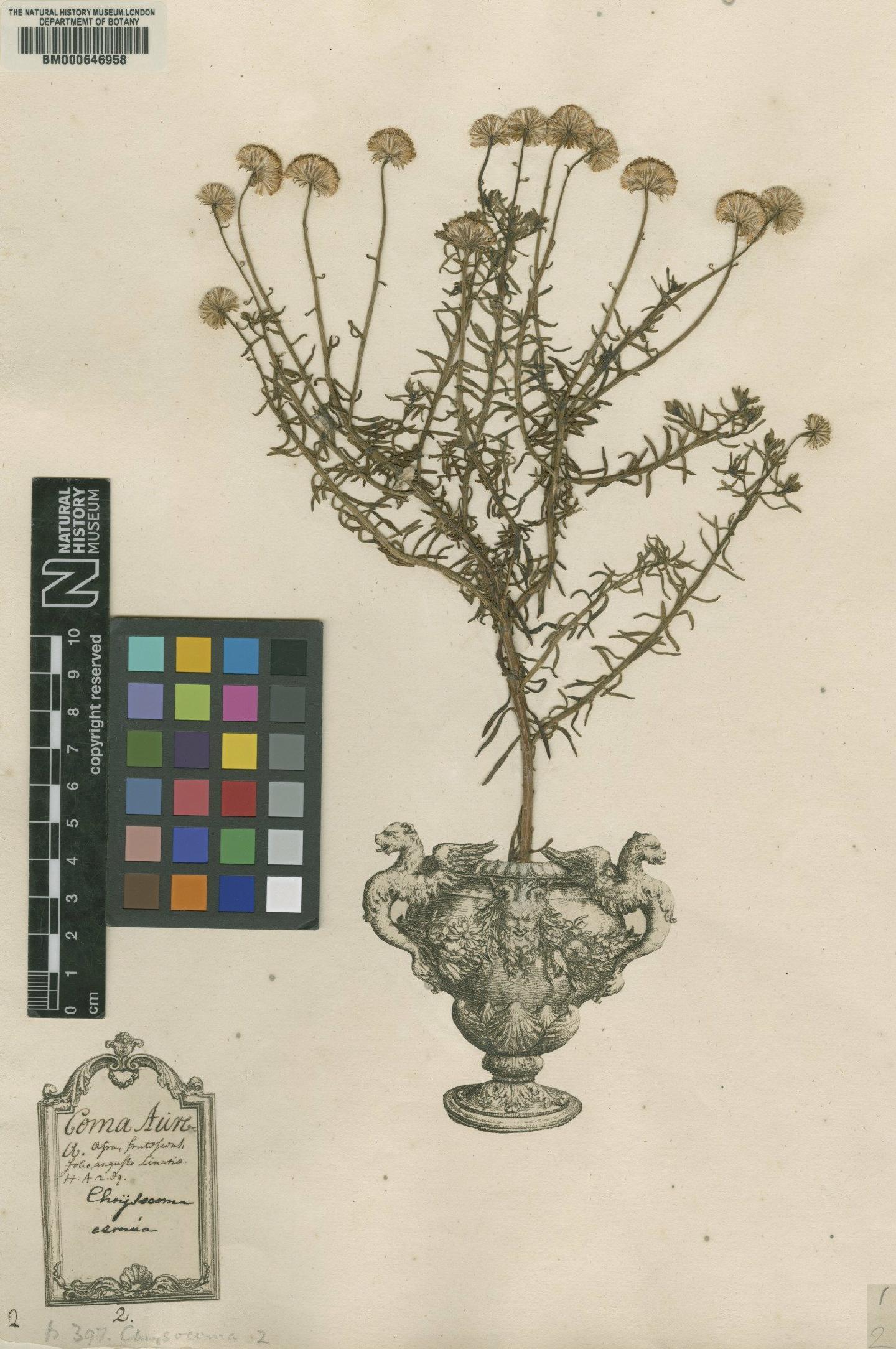 To NHMUK collection (Chrysocoma coma-aurea L.; Original material; NHMUK:ecatalogue:4702085)