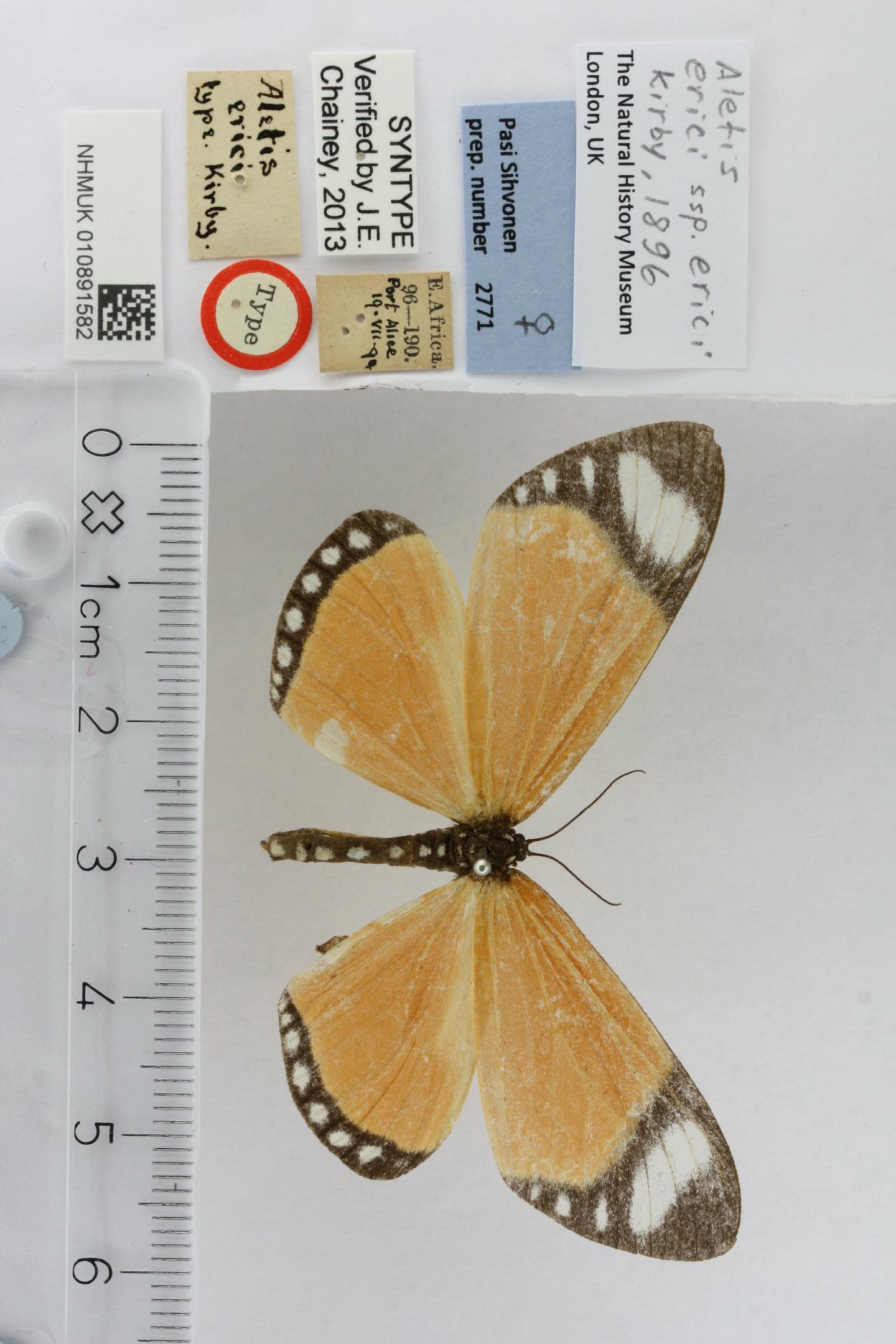 Aletis erici thumbnail