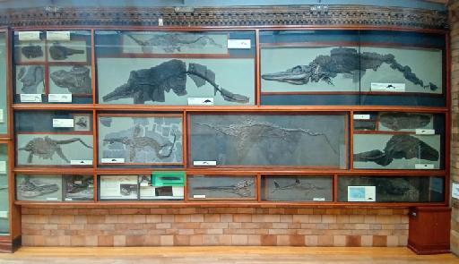 Ichthyosaurus De la Beche & Conybeare, 1821 - Location in Fossil Way: NHMUK PV R 12