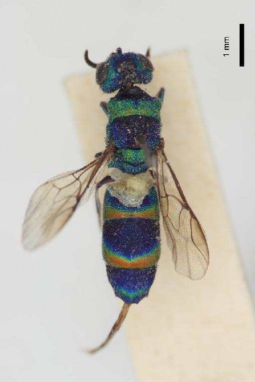 Chrysis greeni Bingham, C.T., 1903 - Chrysis_greeni-BMNH(E)#970926_type-dorsal-1_6X