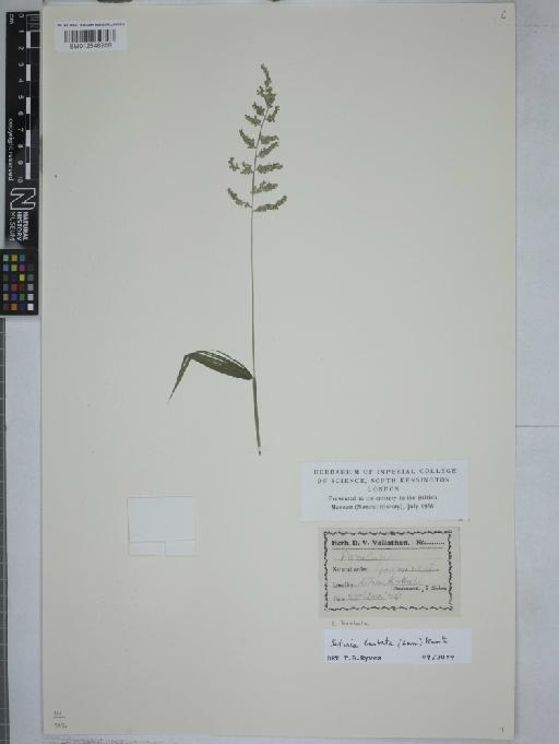 Setaria barbata (Lam.) Kunth - 012548908