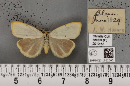 Cybosia mesomella (Linnaeus, 1758) - BMNHE_1661065_284748