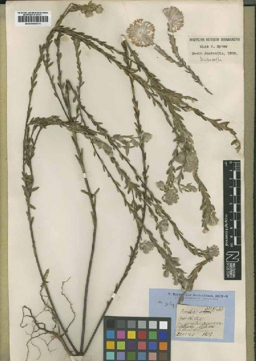 Pimelea octophylla R.Br. - BM000895079