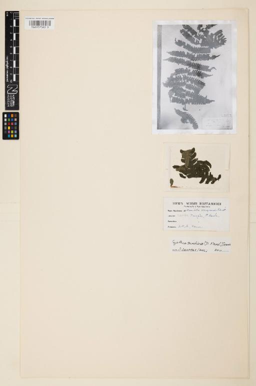 Cyathea andina (H.Karst.) Domin - 013736919