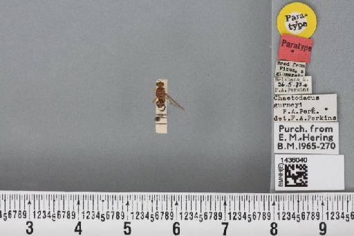 Bactrocera (Bactrocera) halfordiae (Tryon, 1927) - BMNHE_1436040_29735