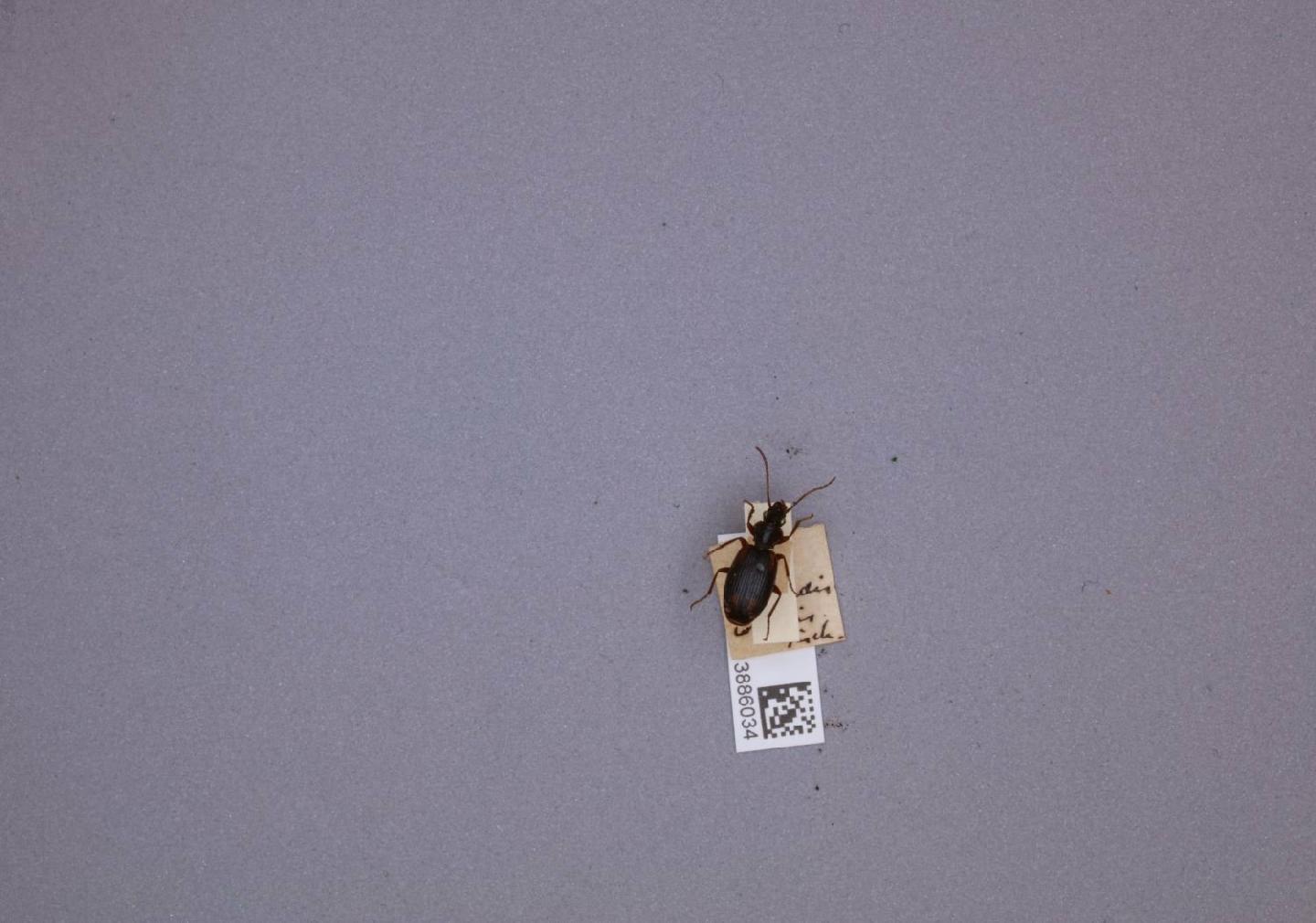 Cymindis collaris thumbnail