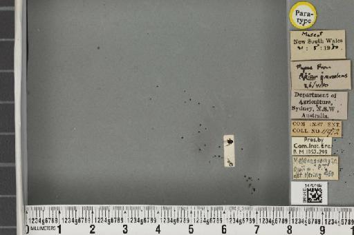 Melanagromyza apii Hering, 1951 - BMNHE_1470169_44720