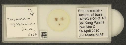 Rhopalosiphum rufiabdominalis Sasaki, 1899 - 010108532_112780_1095924