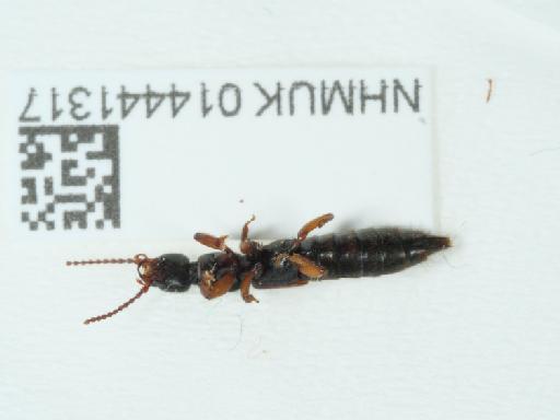 Lathrobium (Lathrobium) geminum Kraatz, 1857 - 014441317_1