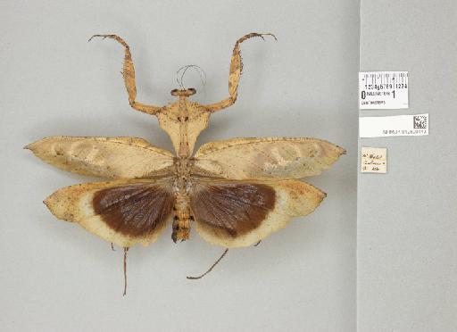 Deroplatys desiccata Westwood, 1839 - 012500143_72948_82062