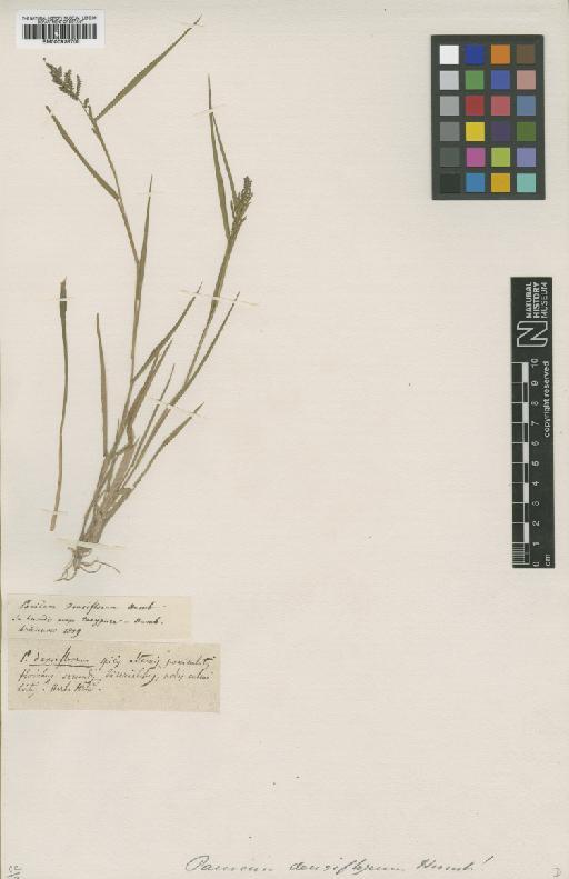 Panicum densiflorum Willd. ex Spreng. - BM000938705