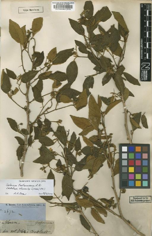 Solanum furfuraceum R.Br. - BM000596882