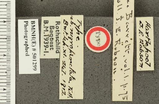 Aricia artaxerxes salmacis ab. nigropunctata Tutt, 1912 - BMNHE_501299_label_179476