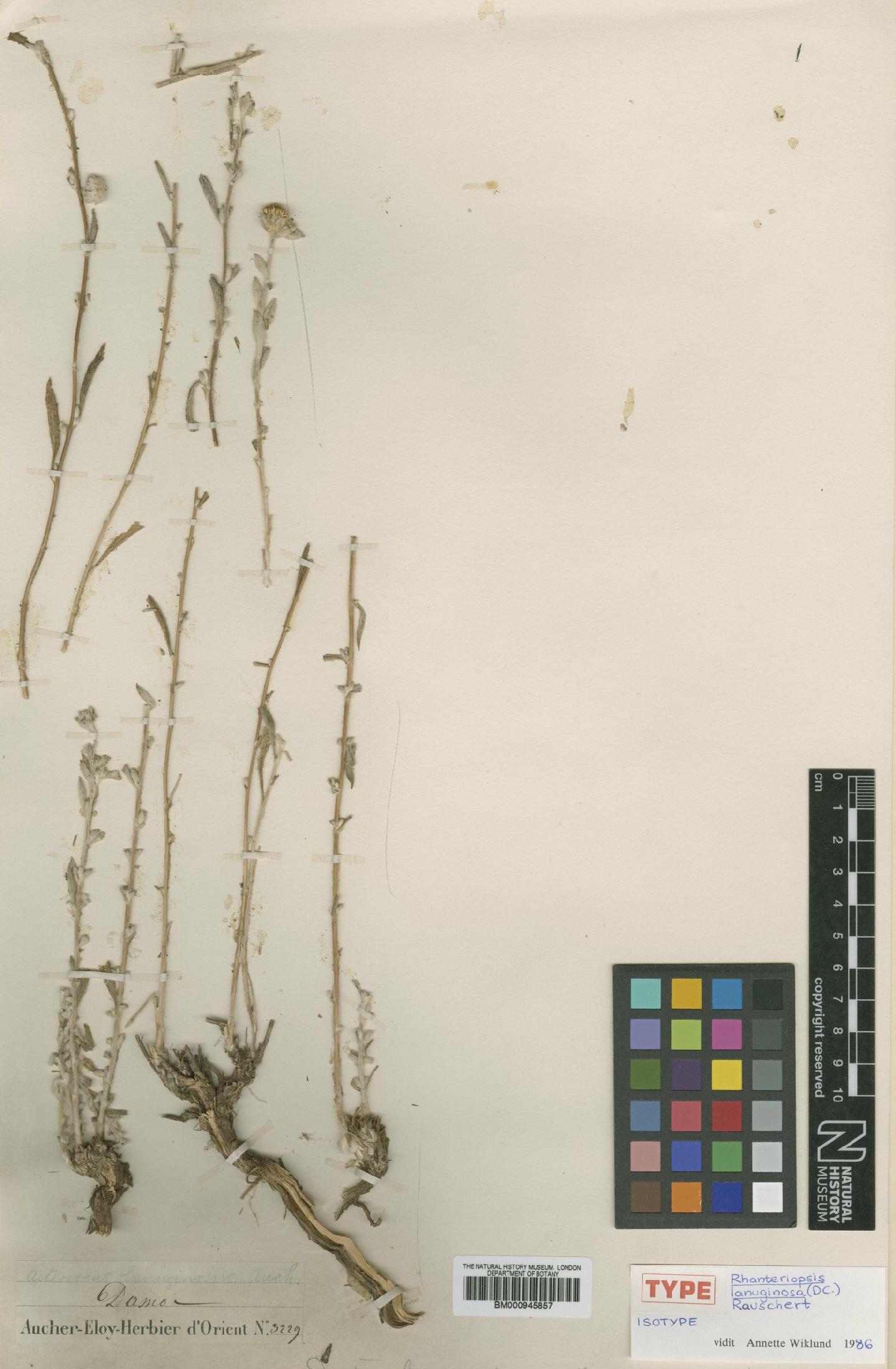 To NHMUK collection (Rhanteriopsis lanuginosa (DC.) Rauschert; Isotype; NHMUK:ecatalogue:473050)